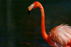 TIL: A group of #flamingos is called a pat. #figtales #bakehappy #cook